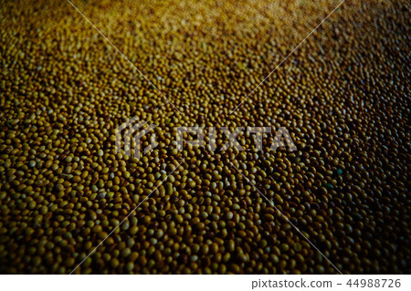 Soy Bean Seed before crack. Shallow dof. Soy Bean Seed before crack. Shallow dof. 44988726