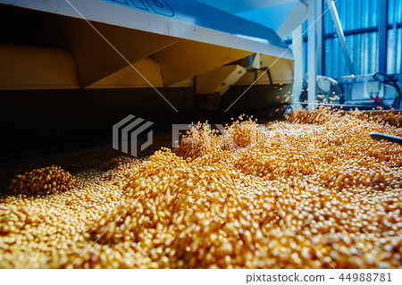 Soy Bean Seed before crack. Shallow dof. 44988781