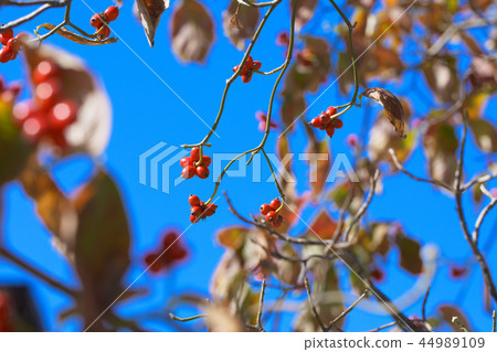 Red fruit of flowering tree 44989109