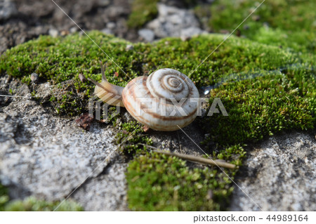 Snail crawling on moss. Macro photography Snail crawling on moss. Macro photography 44989164