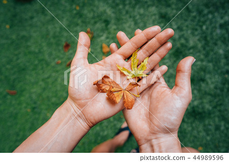 Yellow autumn leaves in the palm of a girl. Yellow autumn leaves in the palm of a girl. 44989596
