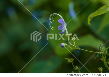 Caliphone花 44990171