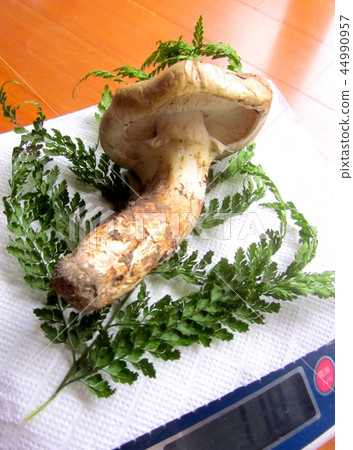 醃松茸蘑菇 44990957