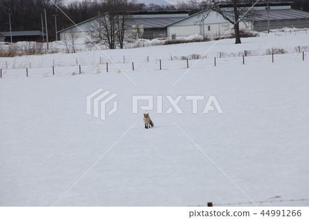 Snowy fox _ Hokkaido Snowy fox _ Hokkaido 44991266