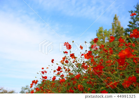 Kibana cosmos flower 44991325