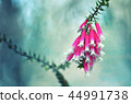 Australian Fuchsia Heath flower spring background 44991738