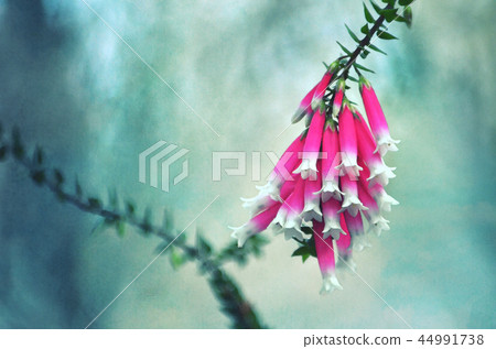 Australian Fuchsia Heath flower spring background 44991738