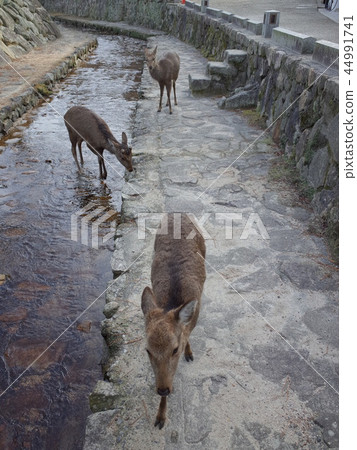 Sika deer _ Miyajima 44991741