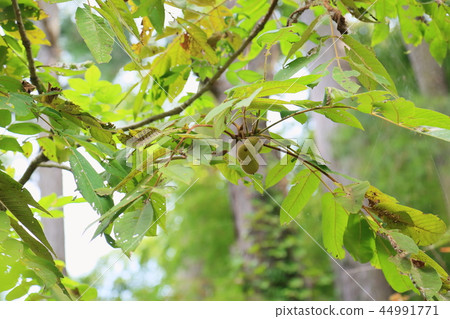 Japanese walnut fruit Japanese walnut fruit 44991771