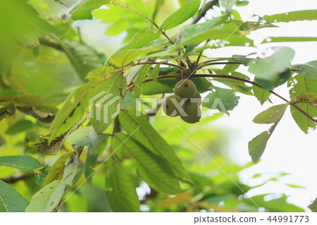 Japanese walnut fruit 44991773