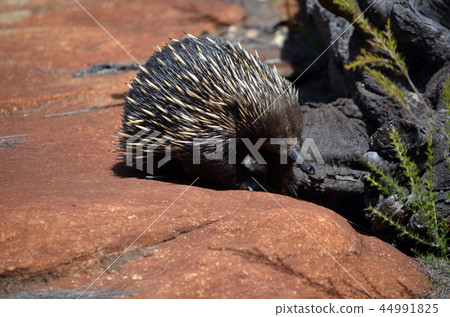 Wild Australian echidna, the spiny anteater Wild Australian echidna, the spiny anteater 44991825
