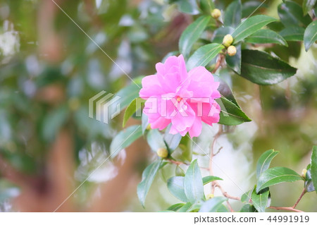 Sasanqua flowers Sasanqua flowers 44991919