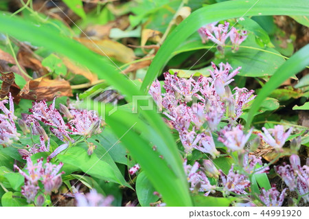 Hototogisu花 44991920