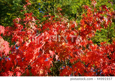 Maple  44991937