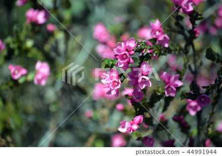 Australian Native Rose, Boronia serrulata Australian Native Rose, Boronia serrulata 44991944
