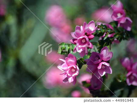 Australian Native Rose, Boronia serrulata Australian Native Rose, Boronia serrulata 44991945