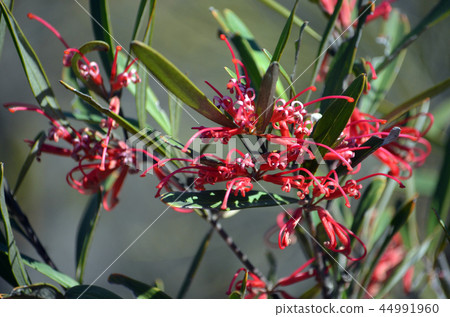Australian red spider flowers Grevillea oleoides 44991960