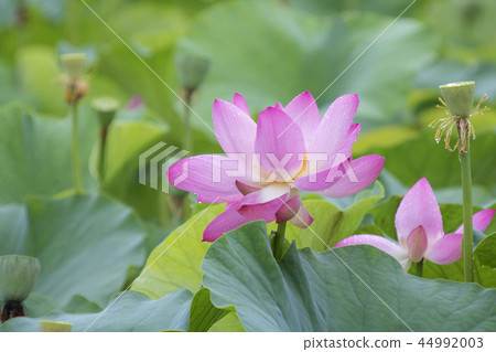 Chungcheongnam-do, Korea, Chungcheongnam-do, Korea, 44992003