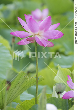 Chungcheongnam-do, Korea, Chungcheongnam-do, Korea, 44992006