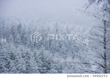 江原道,韓國,Daegwallyeong,雪景 江原道,韓國,Daegwallyeong,雪景 44992253