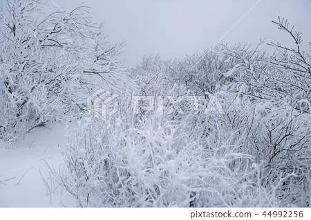 江原道,韓國,Daegwallyeong,雪景 江原道,韓國,Daegwallyeong,雪景 44992256