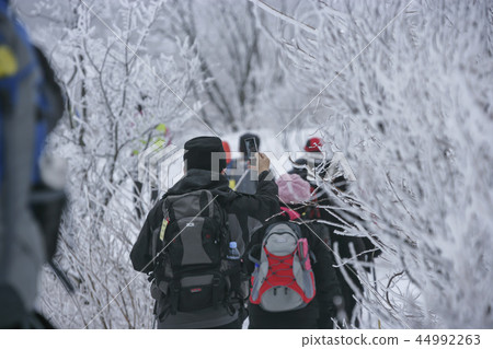 江原道,韓國,Daegwallyeong,雪景 江原道,韓國,Daegwallyeong,雪景 44992263
