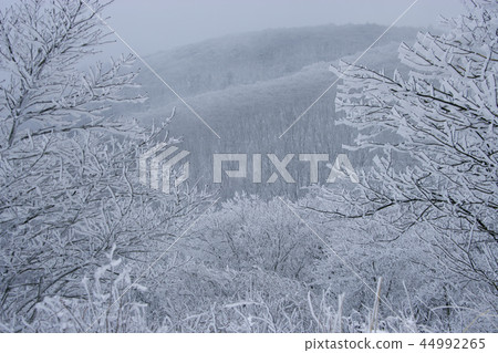 江原道,韓國,Daegwallyeong,雪景 江原道,韓國,Daegwallyeong,雪景 44992265