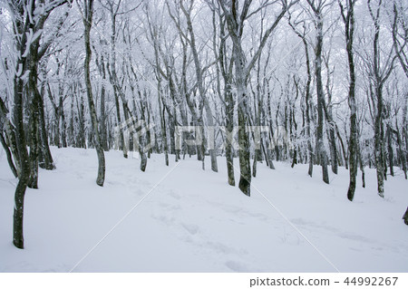 江原道,韓國,Daegwallyeong,雪景 江原道,韓國,Daegwallyeong,雪景 44992267