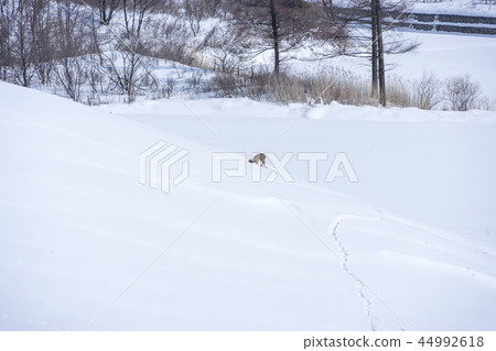 江原道，韓國，Daegwallyeong，雪景 44992618
