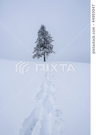 江原道，韓國，Daegwallyeong，雪景 44993047