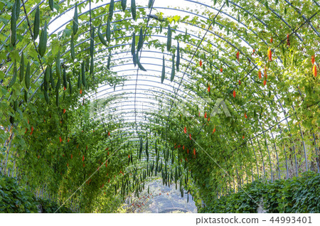 Chungcheongnam-do, Korea, Taean, Flower Expo Chungcheongnam-do, Korea, Taean, Flower Expo 44993401