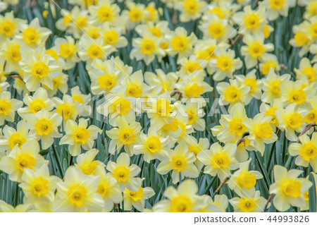 Chungcheongnam-do, Korea, Seosan, Organic House 44993826