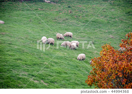 Gangwon Province, Korea, Daegwallyeong, Sheep Ranch 44994368