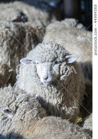 Gangwon Province, Korea, Daegwallyeong, Sheep Ranch Gangwon Province, Korea, Daegwallyeong, Sheep Ranch 44994569