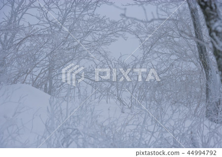 Gangwon Province, Korea, Daegwallyeong, Sheep Ranch Gangwon Province, Korea, Daegwallyeong, Sheep Ranch 44994792