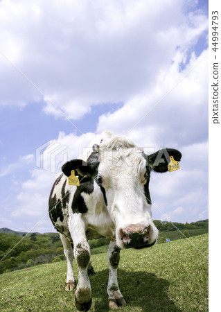 Gangwon Province, Korea, Daegwallyeong, Samyang Ranch 44994793