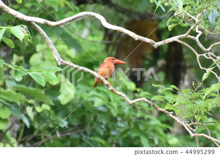 Red Shobin in Ishigaki Island, Yaeyama Islands 44995299