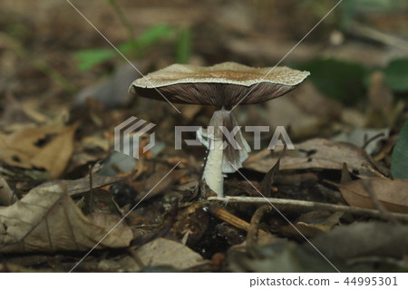 The name is derived from the natural mushroom, Nakanomori Morinokasa, with folds that turn dark brown. The skirt (?) is fashionable The name is derived from the natural mushroom, Nakanomori Morinokasa, with folds that turn dark brown. The skirt (?) is fashionable 44995301