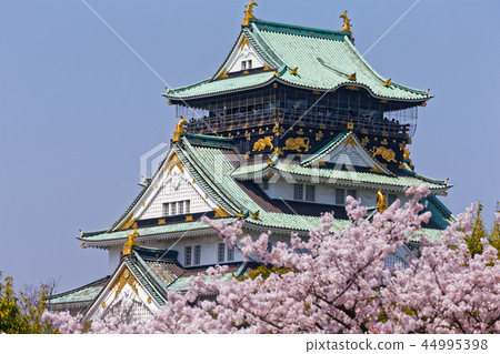 Osaka Castle and Sakura 44995398