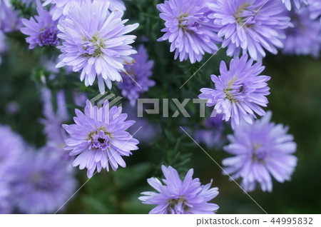 Purple chrysanthemum 44995832
