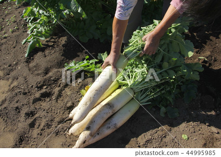 Harvest of radish 44995985