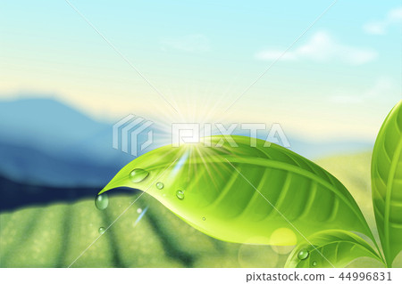 Green tea plantation background 44996831