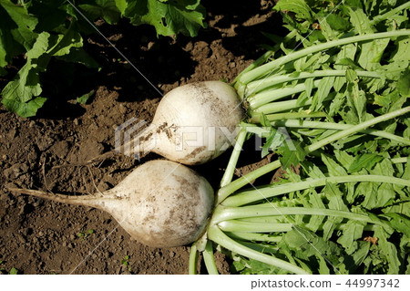 Round radish harvest Round radish harvest 44997342