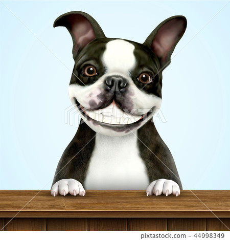 Boston store terrier smile