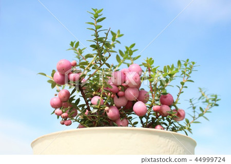 Happy Berry 44999724