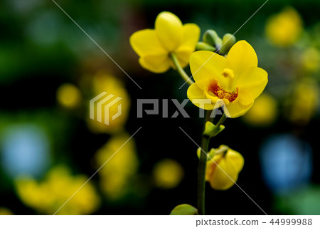 blooming orchid flower in the garden blooming orchid flower in the garden 44999988