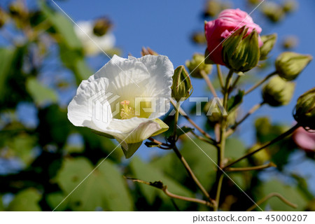 醉人的花 45000207