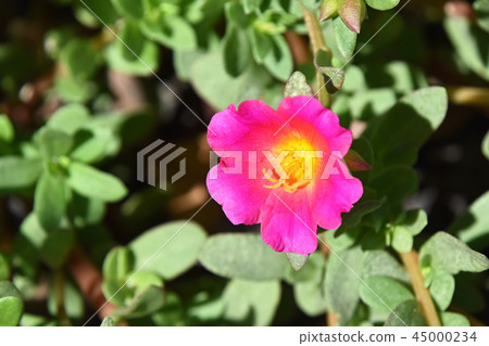 Porchula (flower sliding hui) Porchula (flower sliding hui) 45000234