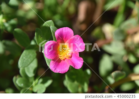 Porchula (flower sliding hui) Porchula (flower sliding hui) 45000235
