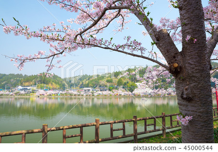 八鶴湖盛開(千葉縣東金市)* 2018年春季 八鶴湖盛開(千葉縣東金市)* 2018年春季 45000544